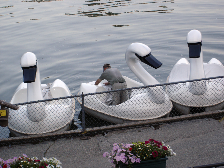swan-boats