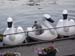 swan-boats